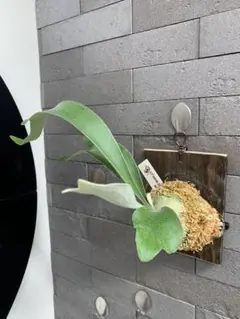 2026年最新】veitchii 2ndの人気アイテム - メルカリ