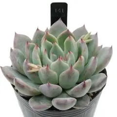 2026年最新】ザラゴーサspノバの人気アイテム - メルカリ