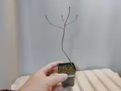 2026年最新】山採り ツツジの人気アイテム - メルカリ