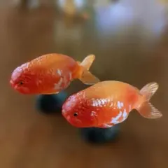 2026年最新】らんちゅうの人気アイテム - メルカリ