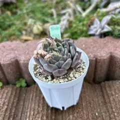 2026年最新】優木園の人気アイテム - メルカリ