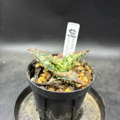 2026年最新】アロエハイブリッドの人気アイテム - メルカリ