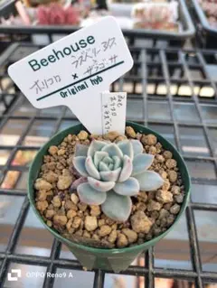 2026年最新】リンゼアナ 中里の人気アイテム - メルカリ