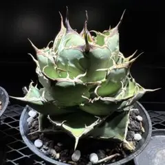 2026年最新】イラン株 アガベの人気アイテム - メルカリ