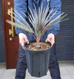 2026年最新】ビスマルキアノビリスシルバーの人気アイテム - メルカリ