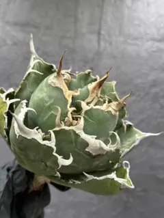 2026年最新】アガベ 白鯨 大株の人気アイテム - メルカリ