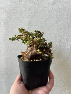 2026年最新】ピグマエア ベアルートの人気アイテム - メルカリ