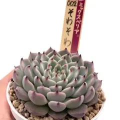 2026年最新】おらいさん苗 そわそわの人気アイテム - メルカリ