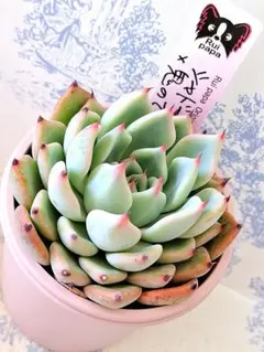 2026年最新】ルイパパさん苗の人気アイテム - メルカリ