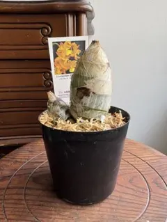 2026年最新】たけのこ蘭の人気アイテム - メルカリ