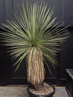 2026年最新】ユッカ リネアリフォリアの人気アイテム - メルカリ