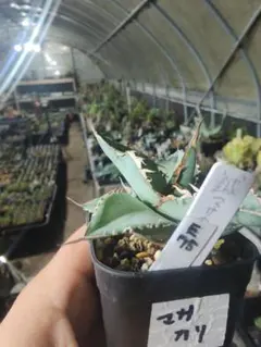 2026年最新】ロウルサンコの人気アイテム - メルカリ