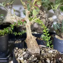 2026年最新】オペルクリカリア ムルチジュガの人気アイテム - メルカリ