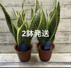 2026年最新】サンスベリアの人気アイテム - メルカリ