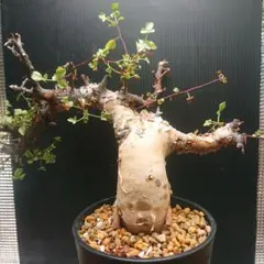 2026年最新】コミフォラ カタフ ピュアの人気アイテム - メルカリ