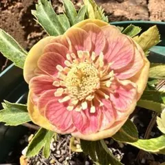 2026年最新】ソレイユ クリスマスローズの人気アイテム - メルカリ