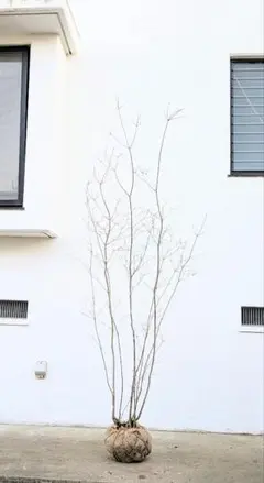 2026年最新】山採り ツツジの人気アイテム - メルカリ