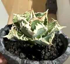 2026年最新】アガベ 子株 セットの人気アイテム - メルカリ