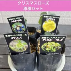 2026年最新】リグリクスの人気アイテム - メルカリ