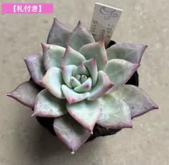 2026年最新】ホリコロの人気アイテム - メルカリ