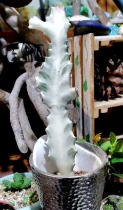 2026年最新】ユーフォルビアホワイトゴーストの人気アイテム - メルカリ