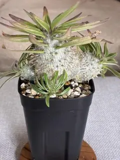 パキポディウム グラキリス 実生 【良型】 - メルカリ