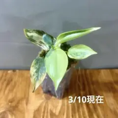 2026年最新】フィロデンドロン シルバーソードの人気アイテム - メルカリ