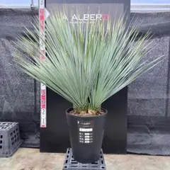 2026年最新】リギダの人気アイテム - メルカリ