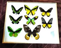 2026年最新】トリバネアゲハの世界の人気アイテム - メルカリ