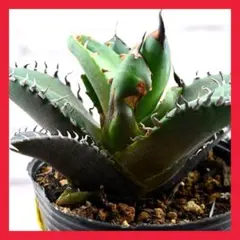 2026年最新】ロウルサンコさん苗の人気アイテム - メルカリ