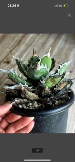 2026年最新】オアハカ 現地球の人気アイテム - メルカリ