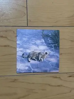 2026年最新】the奥歯's 風になれたらの人気アイテム - メルカリ