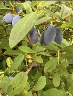 2026年最新】ハスカップ苗の人気アイテム - メルカリ