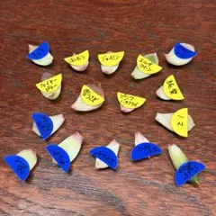 2026年最新】葉挿し 発芽済みの人気アイテム - メルカリ