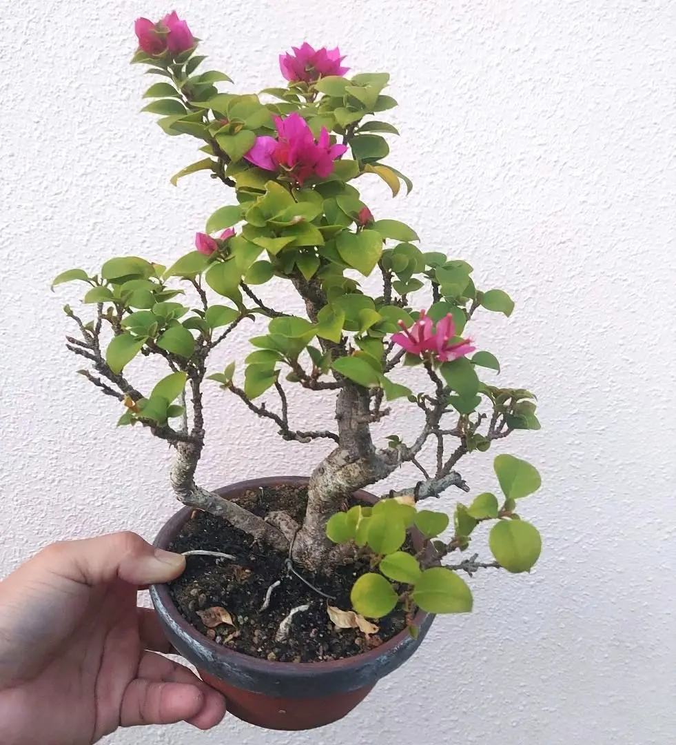 2026年最新】ブーゲンビリア 盆栽の人気アイテム - メルカリ