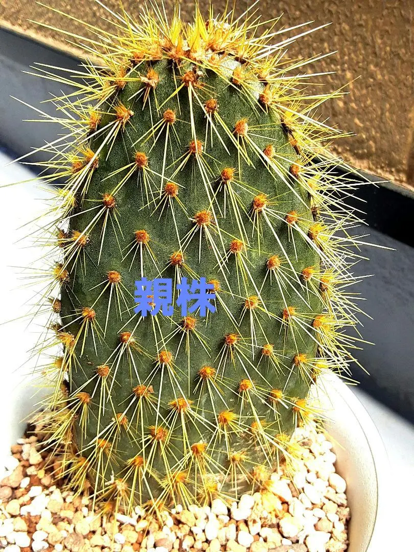 2026年最新】ガラパゴス団扇サボテンの人気アイテム - メルカリ