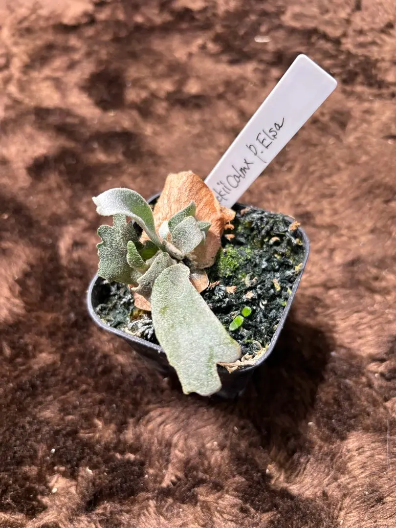 2026年最新】willinckii calmの人気アイテム - メルカリ