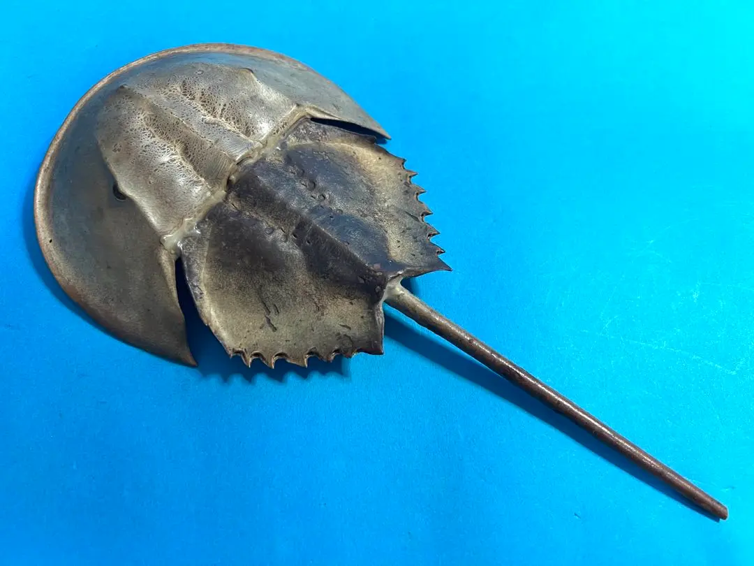 2026年最新】カブトガニ 標本の人気アイテム - メルカリ