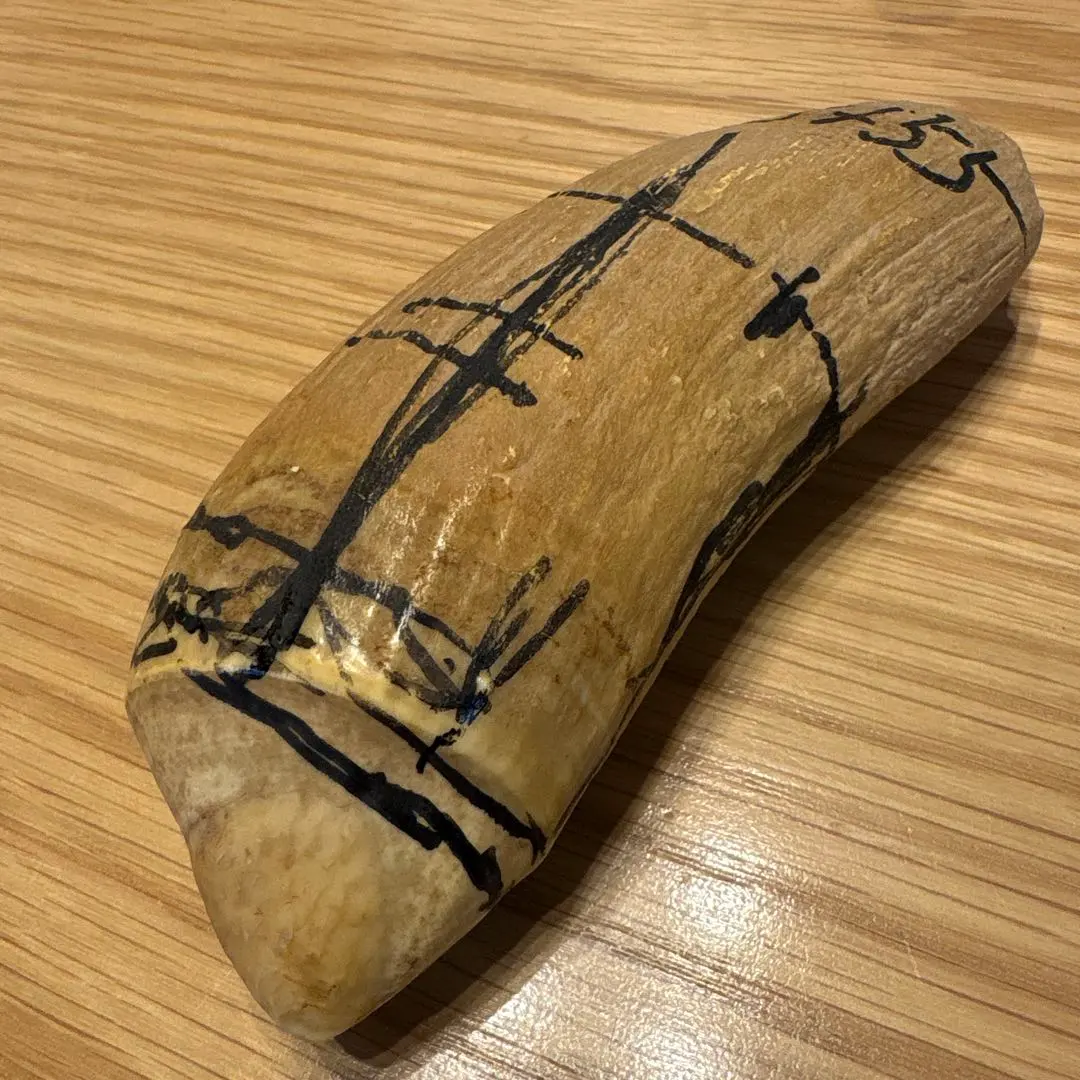 2026年最新】マッコウクジラ 歯 牙の人気アイテム - メルカリ