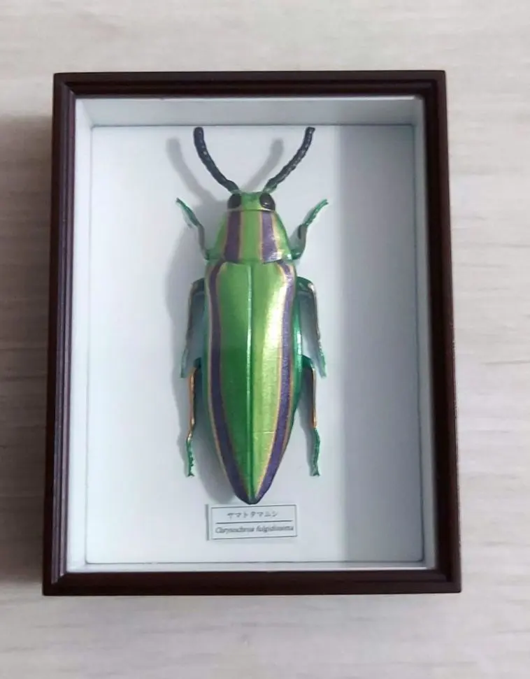 2026年最新】ドイツ箱 標本箱の人気アイテム - メルカリ