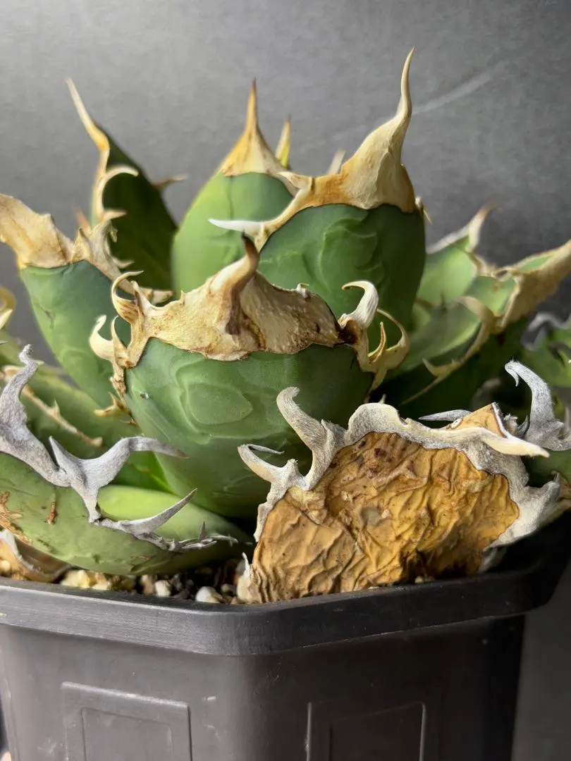 2026年最新】オアハカ オテロイ 現地球の人気アイテム - メルカリ