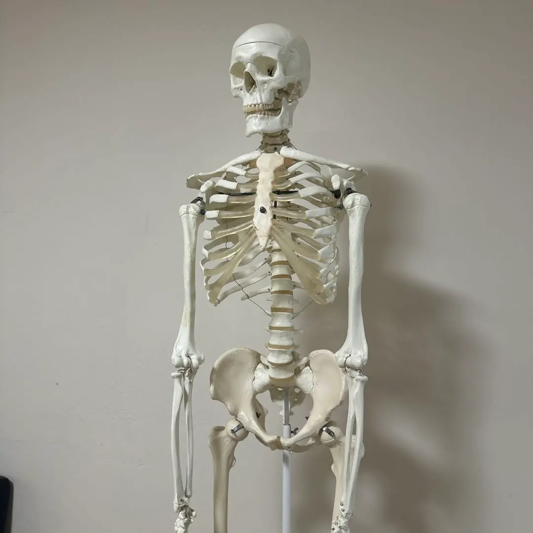 2026年最新】3b scientificの人気アイテム - メルカリ