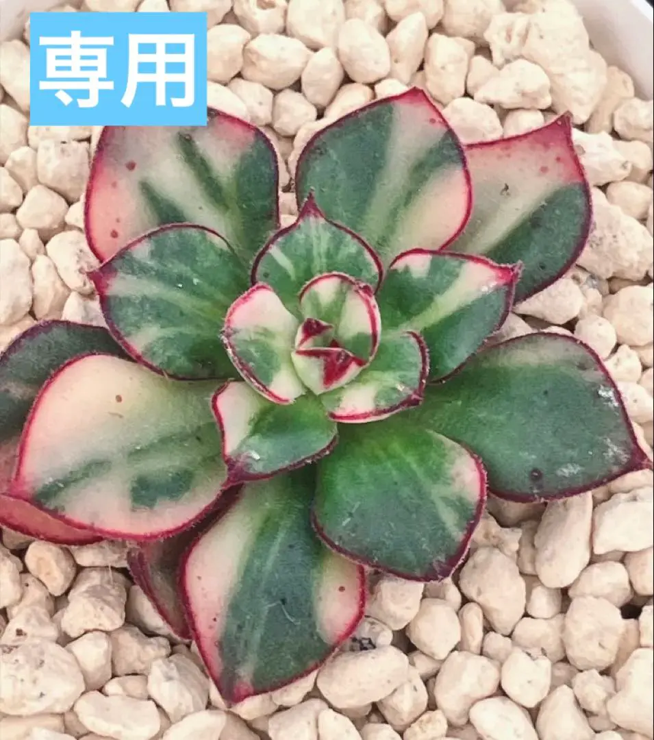 2026年最新】フローレンス錦の人気アイテム - メルカリ