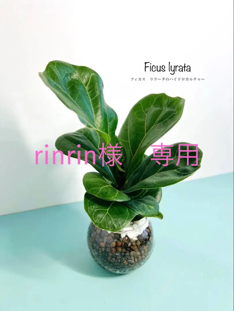 2026年最新】カシワバゴムの木の人気アイテム - メルカリ