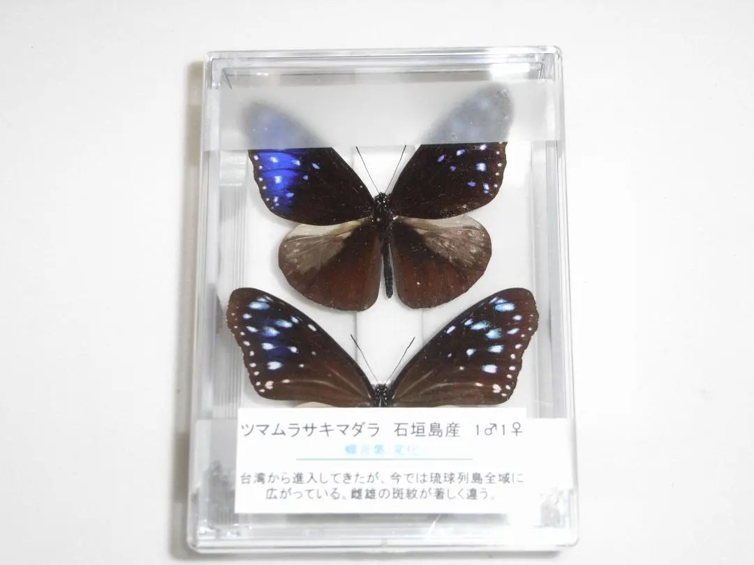 2026年最新】ツマムラサキマダラの人気アイテム - メルカリ