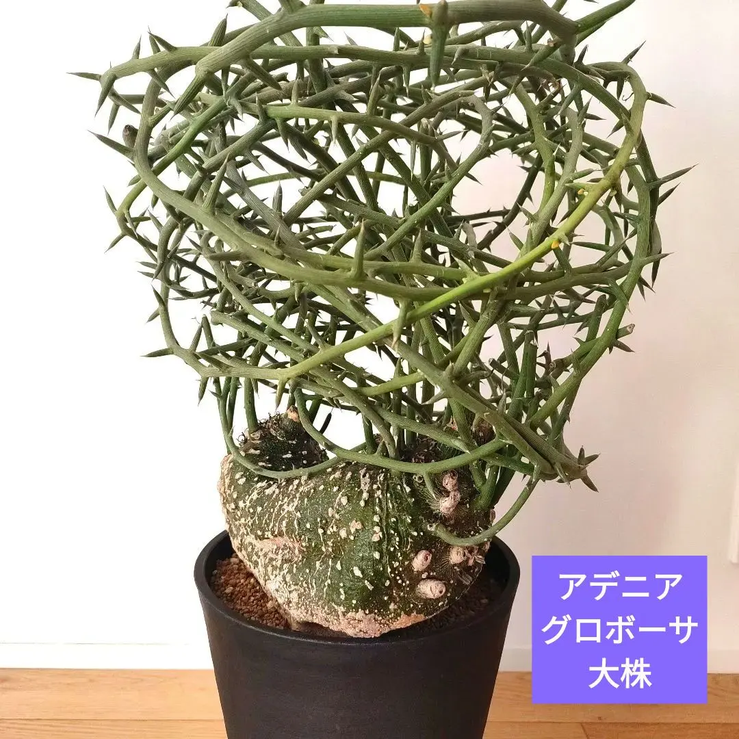 2026年最新】アデニア グロボーサの人気アイテム - メルカリ