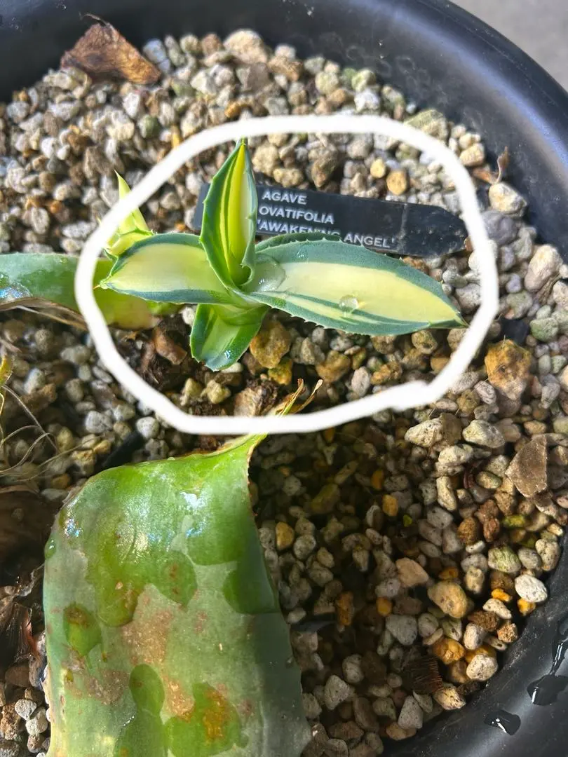 2026年最新】アガベアウェイクニングエンジェルの人気アイテム - メルカリ