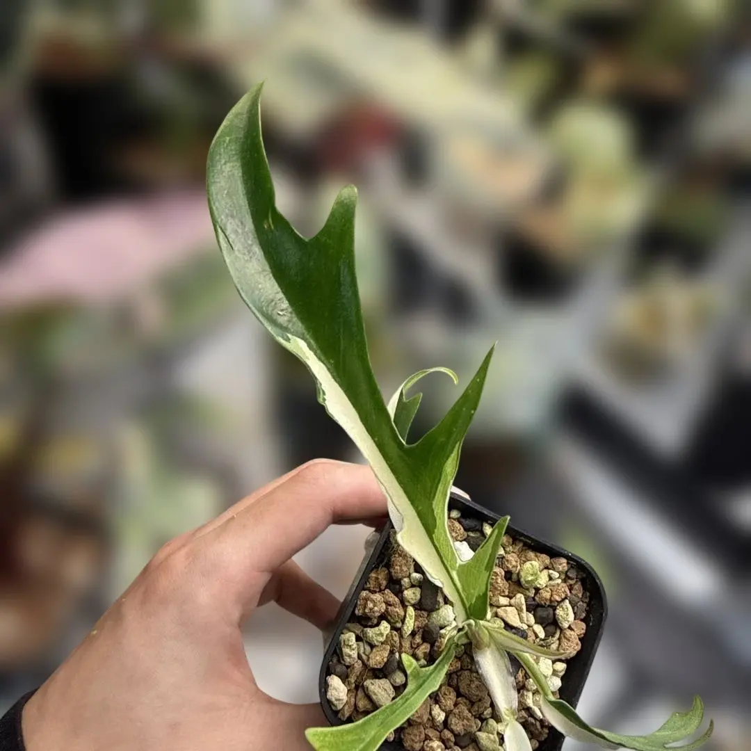 2026年最新】フィロデンドロントータムの人気アイテム - メルカリ