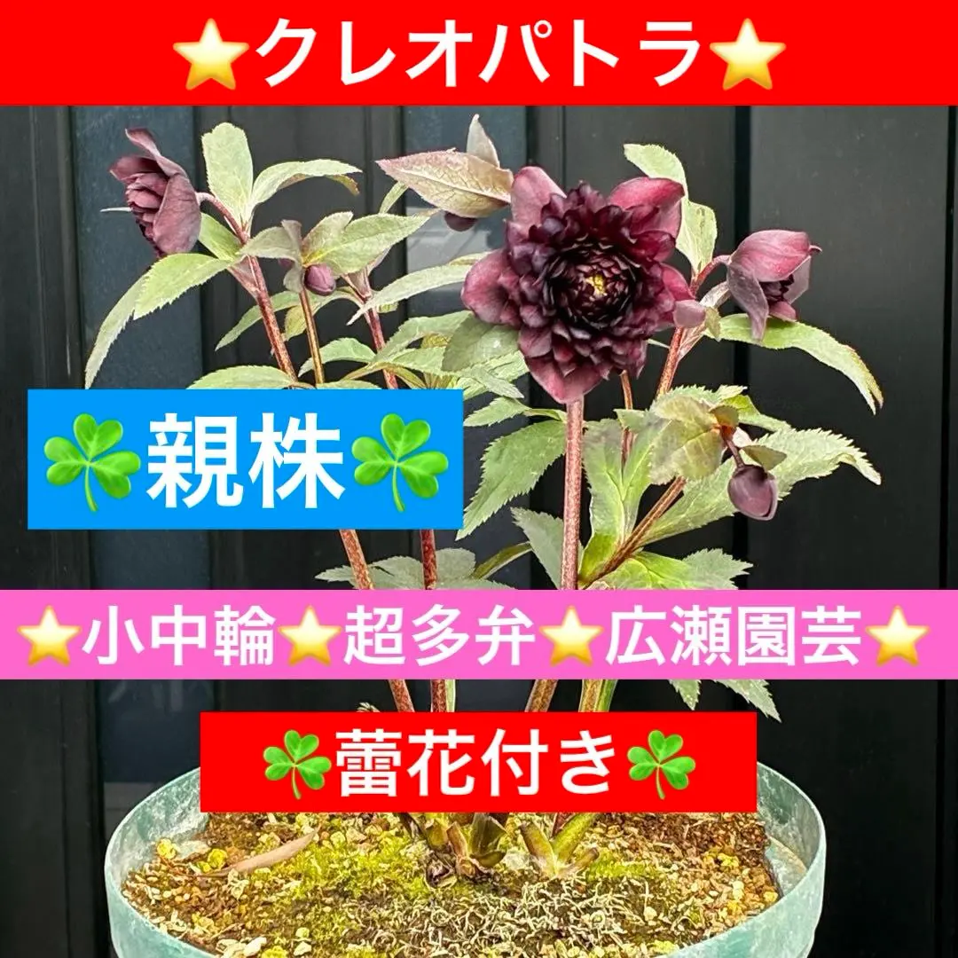 2026年最新】広瀬園芸のクレオパトラの人気アイテム - メルカリ