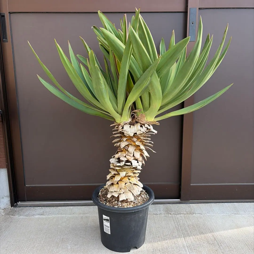 2026年最新】ユッカ グロリオサ キミガヨランの人気アイテム - メルカリ